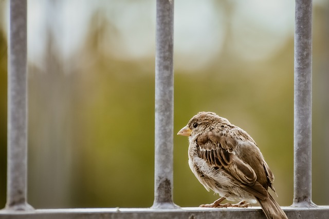 fence company Jacksonville