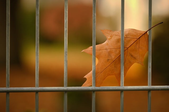 fence, fences