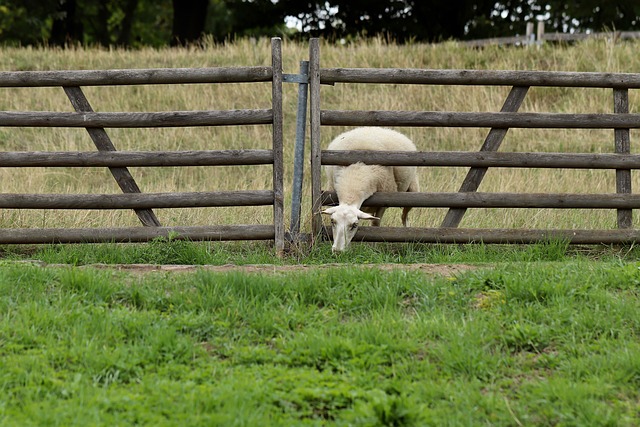 fences
