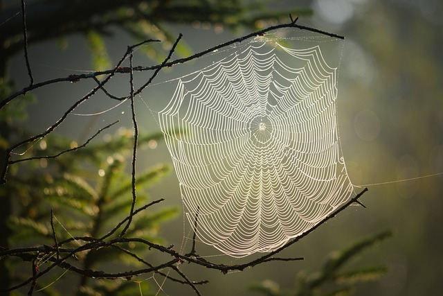 Houston web design