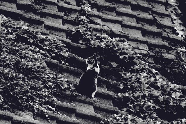 roofing-roofer-640x480-32620108.jpeg