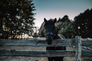 fences-640x480-70405137.jpeg
