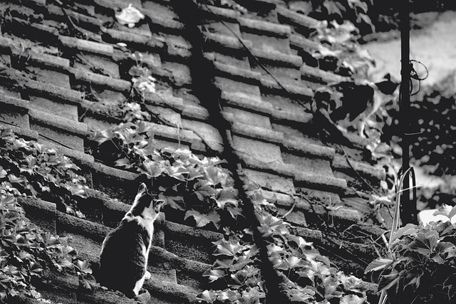 roofing, roofer