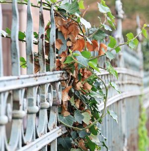 fences-640x480-27874540.jpeg