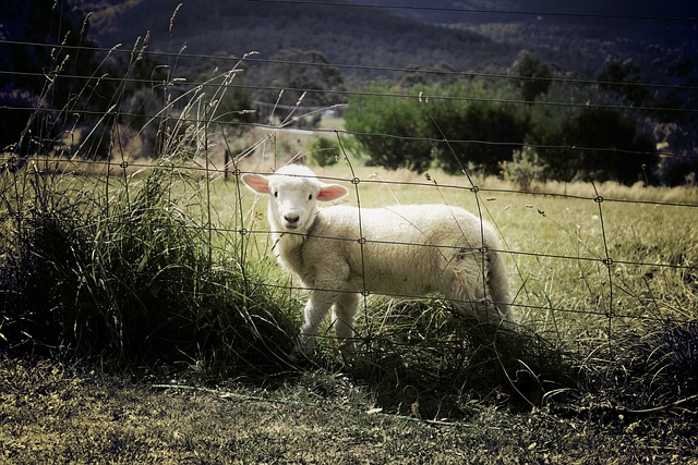 fences-640x480-58578860.jpeg