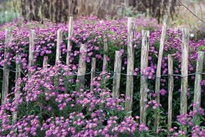 fences-640x480-79158380.jpeg