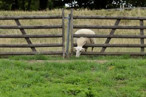 fences-640x480-95657263.jpeg