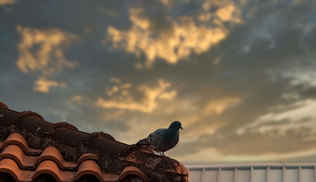 roofing, roofer