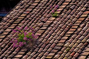 roofing-roofer-640x480-77378434.jpeg