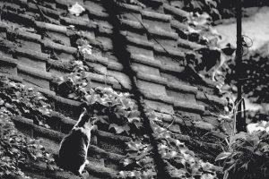 roofing-roofer-640x480-7741384.jpeg