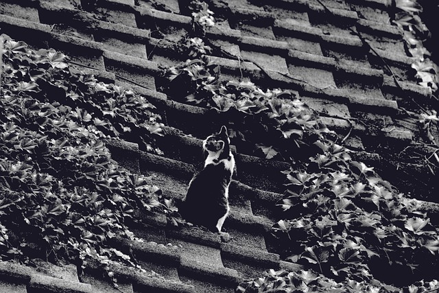 roofing, roofer