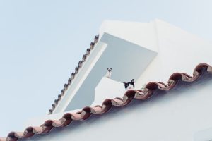 roofing-roofer-640x480-99794787.jpeg