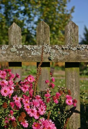 fence-fences-640x480-49060363.jpeg