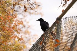 fence-fences-640x480-85849020.jpeg