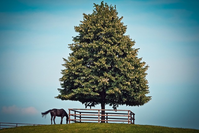 fences