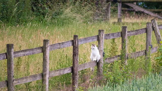 fences-640x480-65329428.jpeg