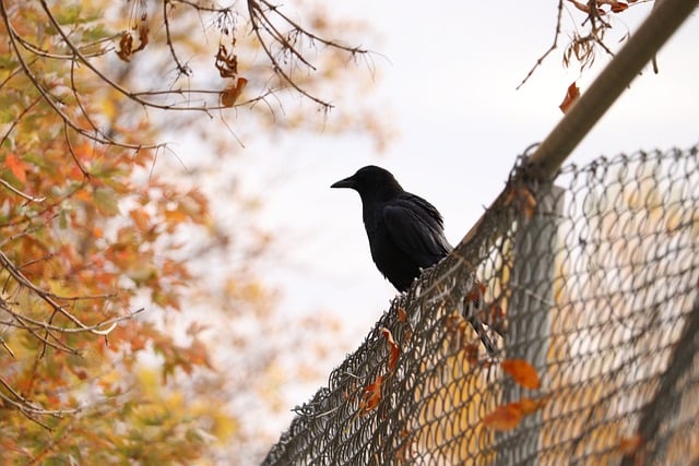 fences-640x480-90872243.jpeg