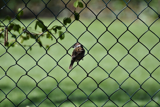 fences-640x480-33662833.jpeg