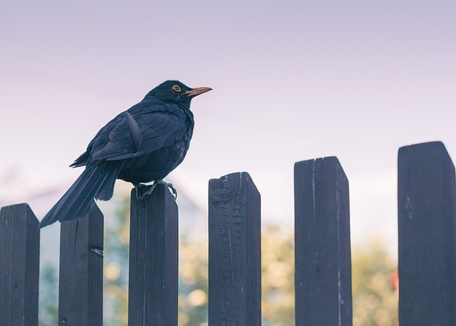 fences