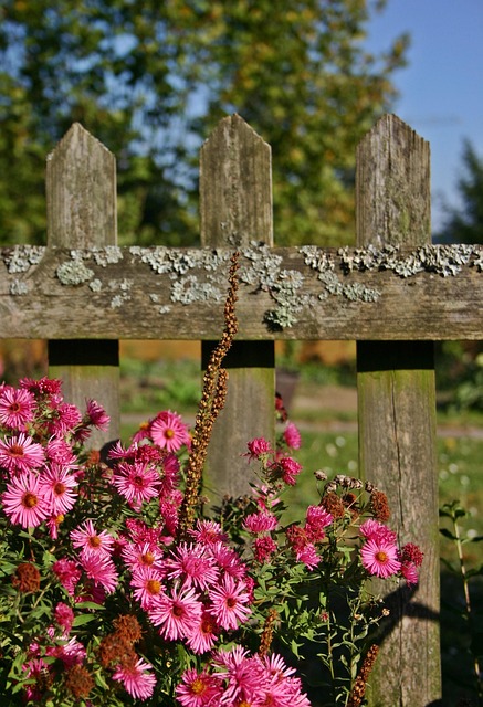 fences-640x480-74523708.jpeg