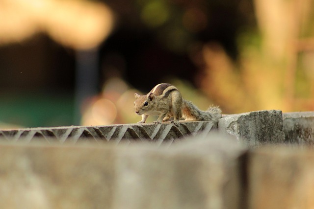 fences-640x480-80200765.jpeg