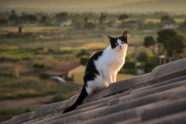 roofing, roofer