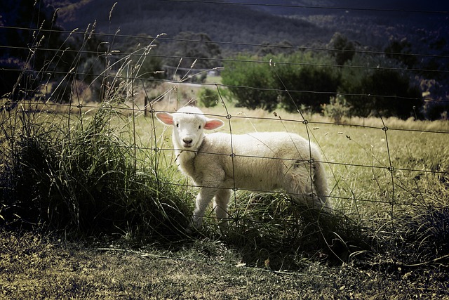 fences-640x480-7805869.jpeg