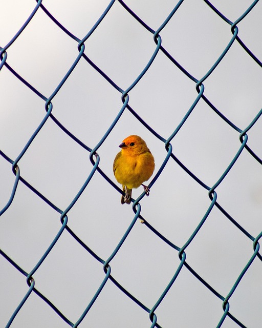 fence