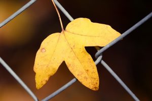 fences-640x480-15157534.jpeg