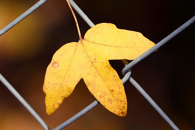 fences-640x480-15157534.jpeg