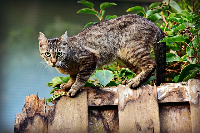 fences