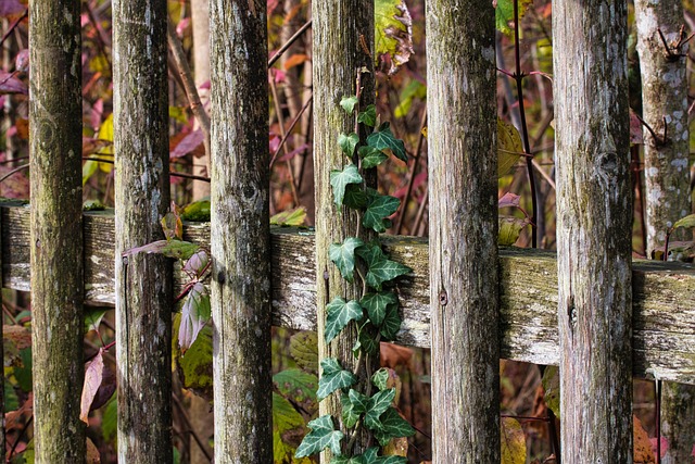 fences
