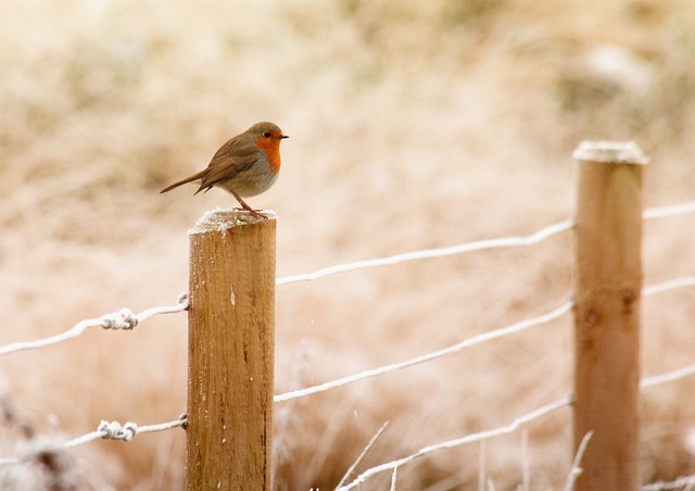 fences