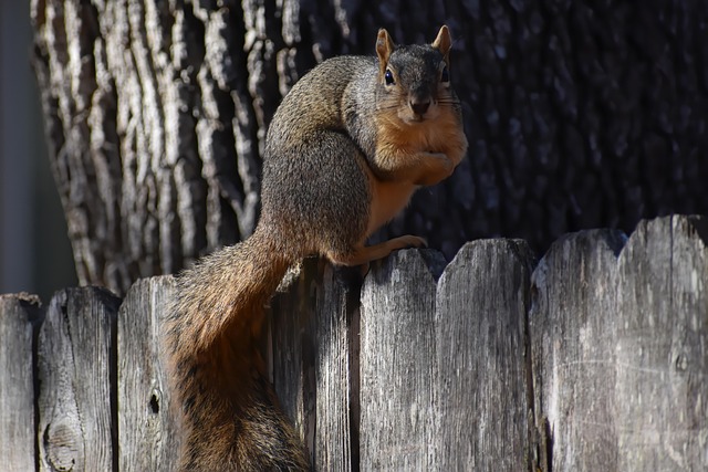 fences-640x480-39041014.jpeg