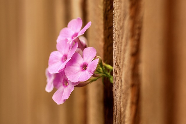 fences