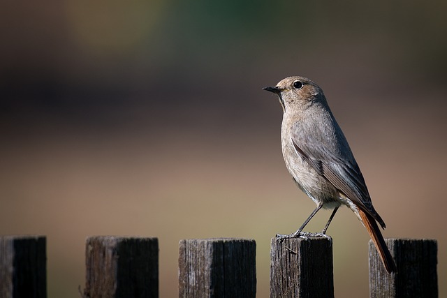 fences