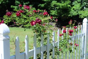 fences-640x480-45851123.jpeg