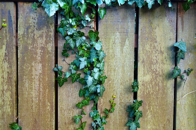 fences-640x480-47779987.jpeg