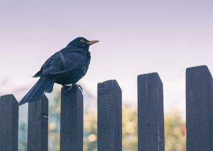 fences-640x480-75249544.jpeg