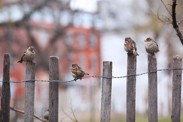 fences