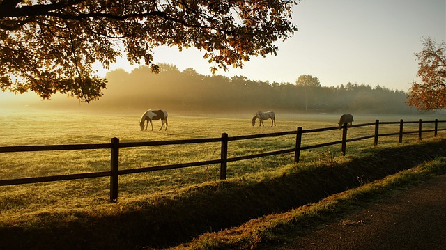 fences