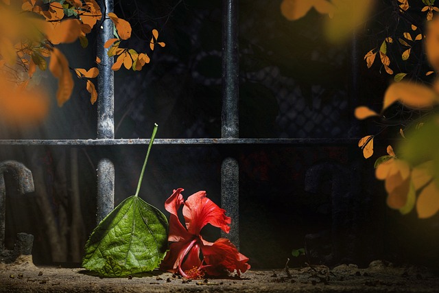 fences