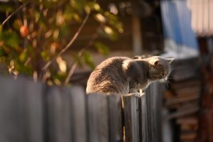 fences-640x480-99596811.jpeg