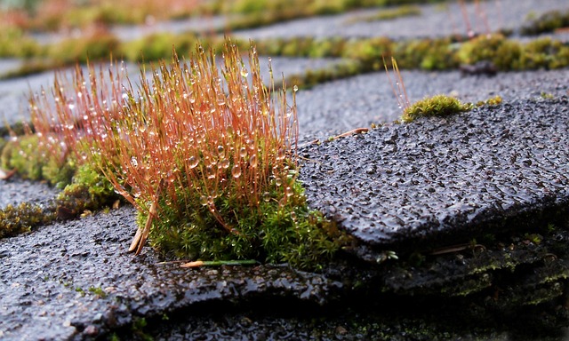 roofing