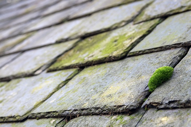 roofing, roofer