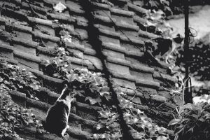 roofing-roofer-640x480-23182194.jpeg