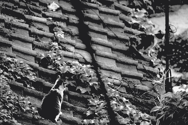 roofing-roofer-640x480-23182194.jpeg