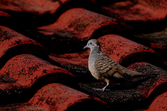 roofing, roofer