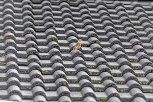 roofing-roofer-640x480-58954931.jpeg