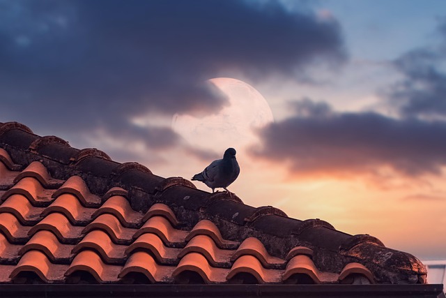 roofing, roofer